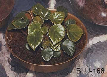 B. u166